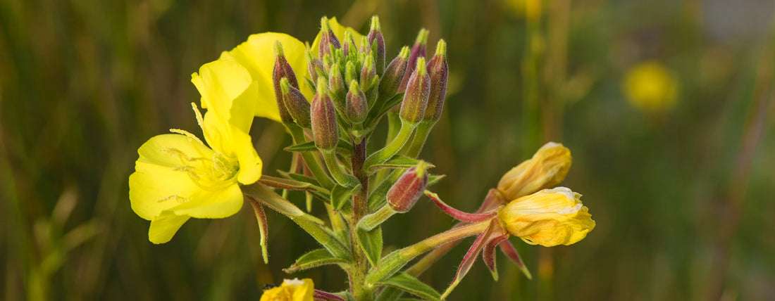 Nattlysolje (Oenothera Biennis): Reparerende og næringsrik for alle hudtyper