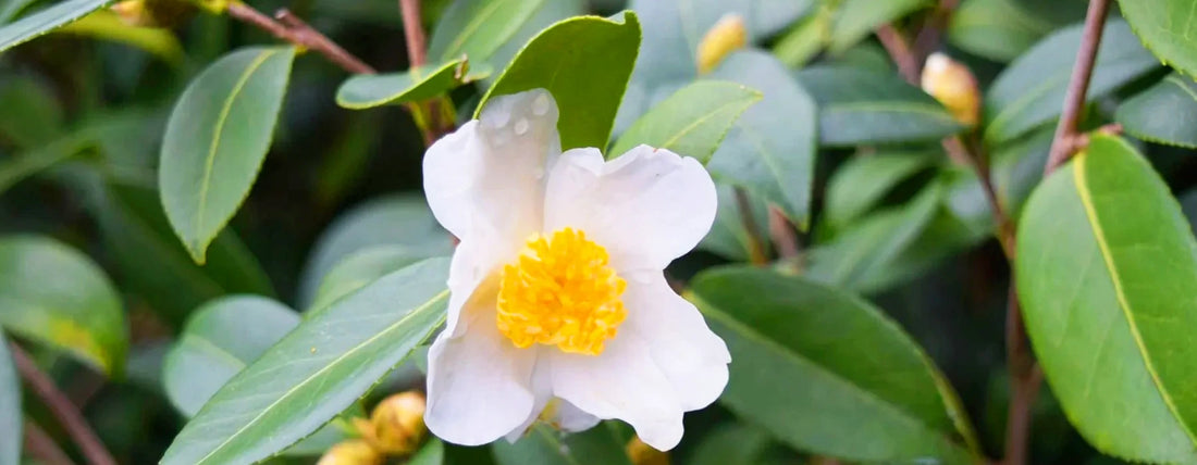 Camelliaolje (Camellia Oleifera): En lett absorberende og luksuriøs olje
