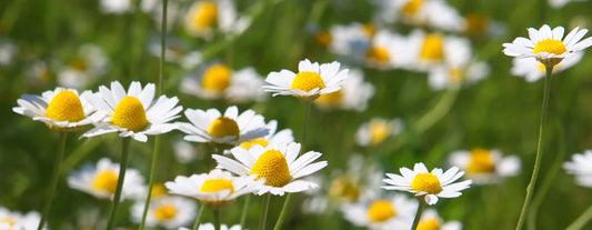Tysk Kamille (Matricaria Recutita): En favoritt innen aromaterapi og hudpleie
