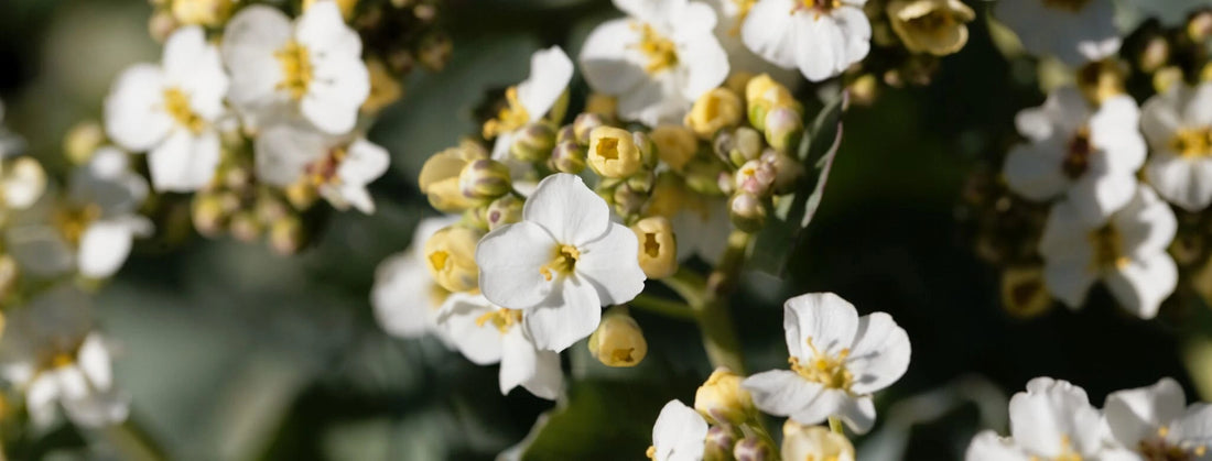 Abyssinianolje (Crambe Abyssinica): Fuktighetsgivende og gir en naturlig glans