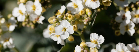 Abyssinianolje (Crambe Abyssinica): Fuktighetsgivende og gir en naturlig glans