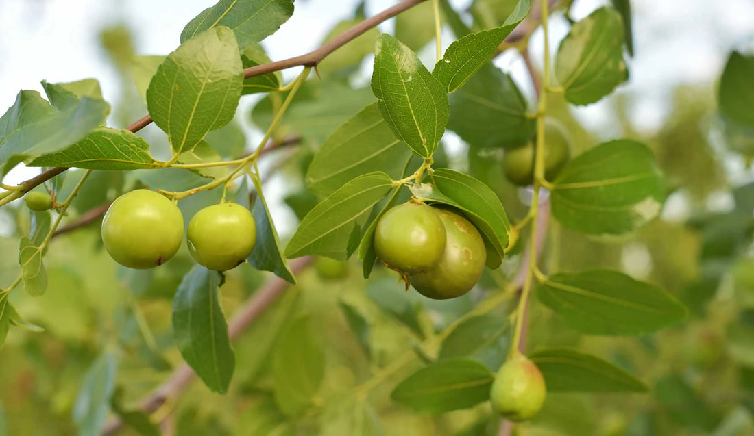 Gylden Jojobaolje (Simmondsia Chinensis): Gir balanse og fukt for alle hudtyper