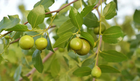 Gylden Jojobaolje (Simmondsia Chinensis): Gir balanse og fukt for alle hudtyper