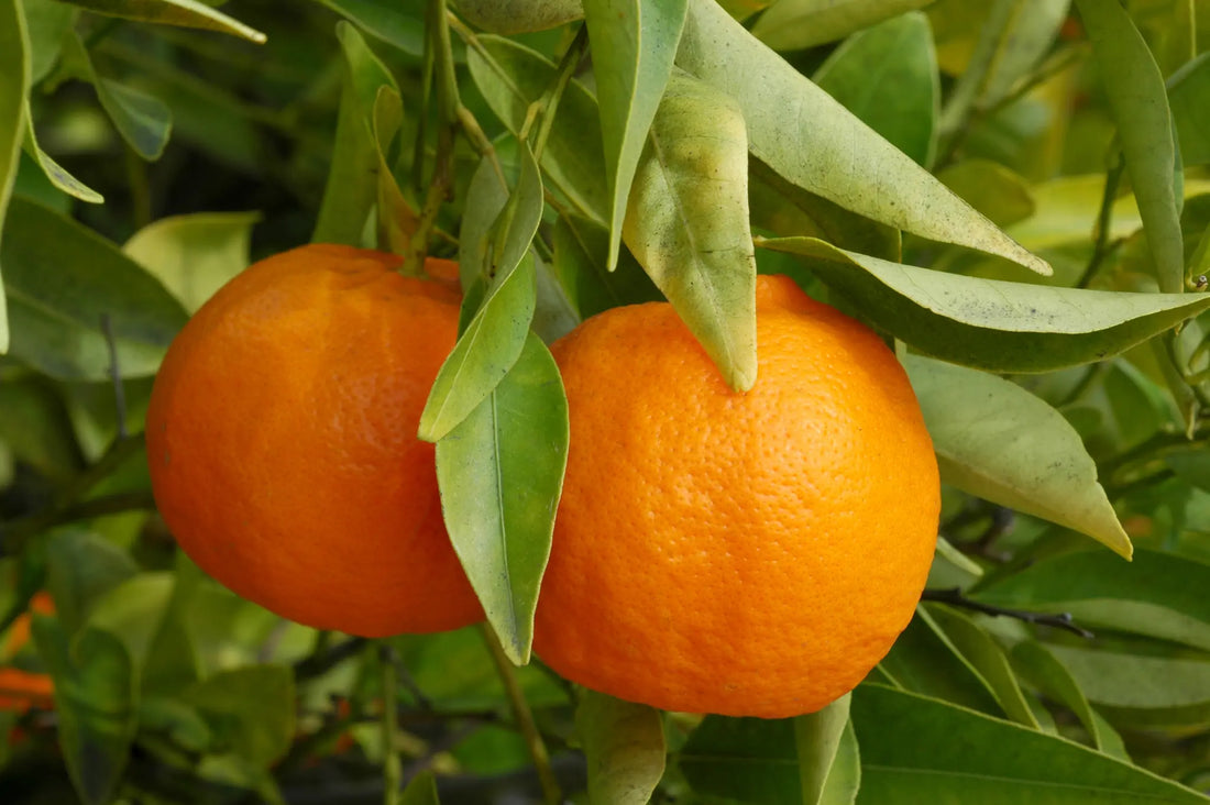 10-Fold Appelsin (Citrus Sinensis): Aromatisk og rik