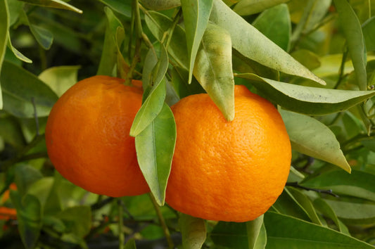 10-Fold Appelsin (Citrus Sinensis): Aromatisk og rik