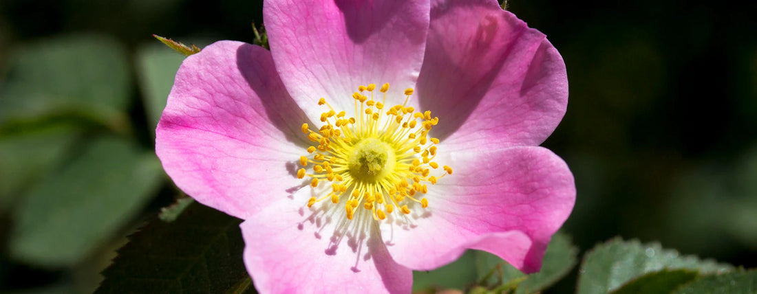 Nypefrøolje (Rosa Rubiginosa): Foryngende og nærende ansiktsolje